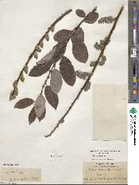 Salix caprea image