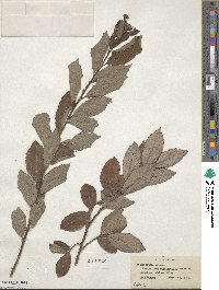 Salix caprea image