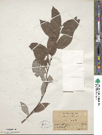 Salix caprea image