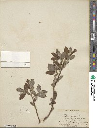 Salix caprea image