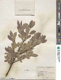 Salix commutata image