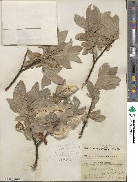 Salix commutata image