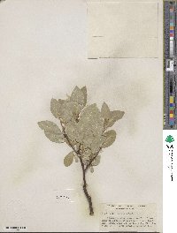 Salix commutata image