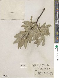 Salix commutata image