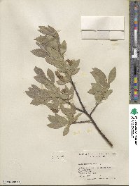 Salix commutata image