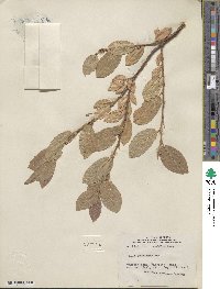 Salix commutata image