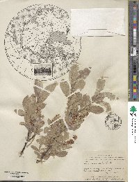 Salix commutata image