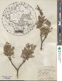 Salix commutata image