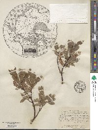 Salix commutata image