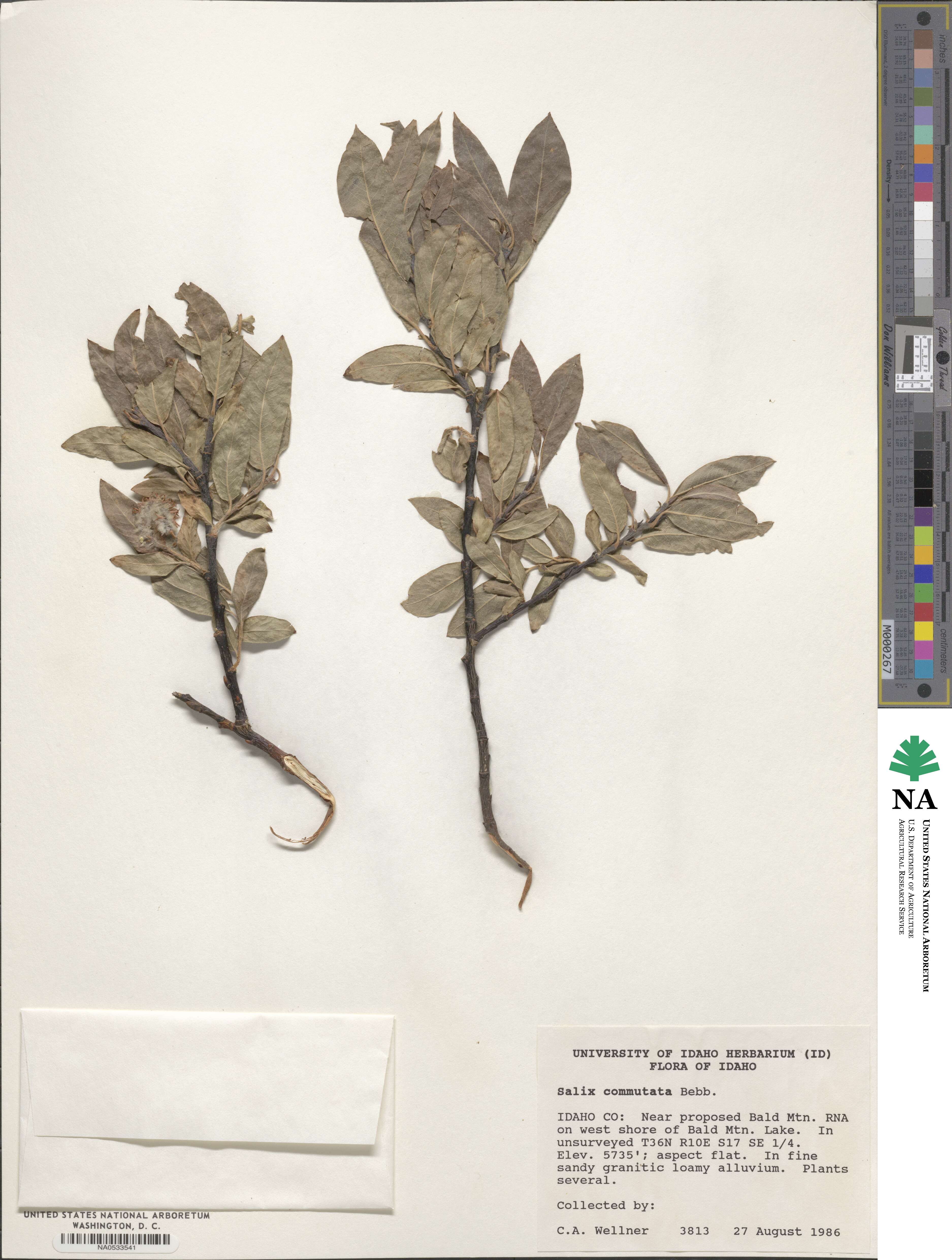 Salix commutata image