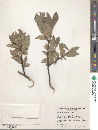 Salix commutata image