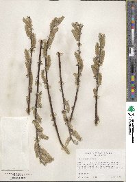 Salix commutata image