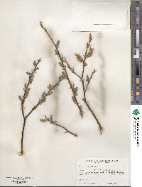 Salix commutata image