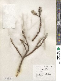 Salix commutata image