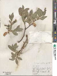 Salix commutata image