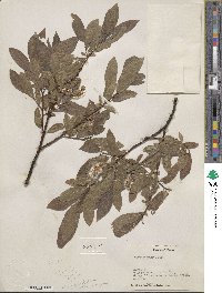 Salix commutata image