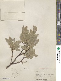 Salix commutata image