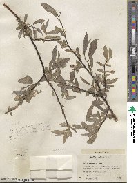 Salix commutata image