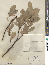 Salix commutata image