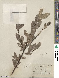 Salix commutata image