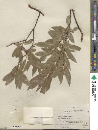 Salix commutata image