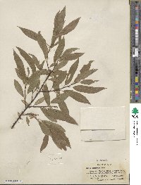 Salix commutata image