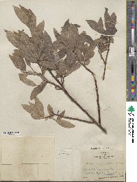 Salix commutata image