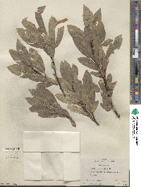 Salix commutata image