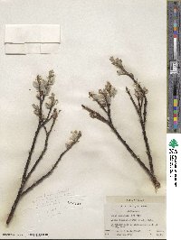 Salix commutata image