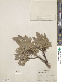 Salix commutata image