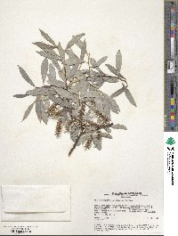 Salix arbutifolia image