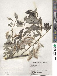 Salix arbutifolia image