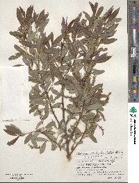 Salix arbutifolia image