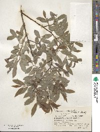 Salix arbutifolia image