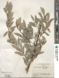 Salix arbutifolia image