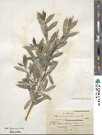 Salix arbutifolia image