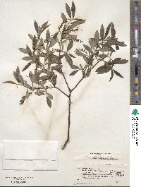 Salix arbutifolia image