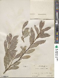 Salix arbutifolia image