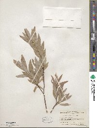 Salix arbutifolia image