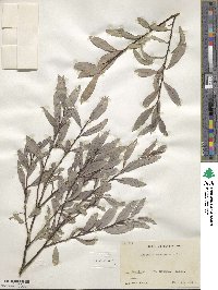 Salix arbutifolia image