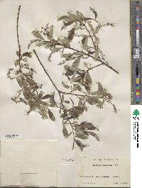 Salix arbutifolia image