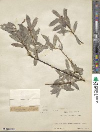 Salix arbutifolia image