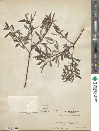 Salix arbutifolia image