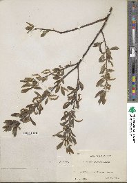 Salix arbutifolia image