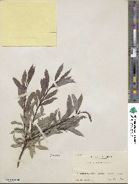 Salix arbutifolia image