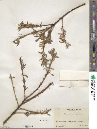 Salix arbutifolia image