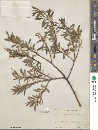 Salix arbutifolia image