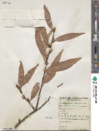 Salix arbutifolia image