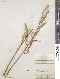 Salix arbutifolia image