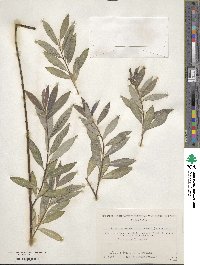 Salix arbutifolia image